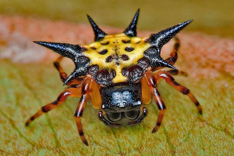 Шипастый паук фото
