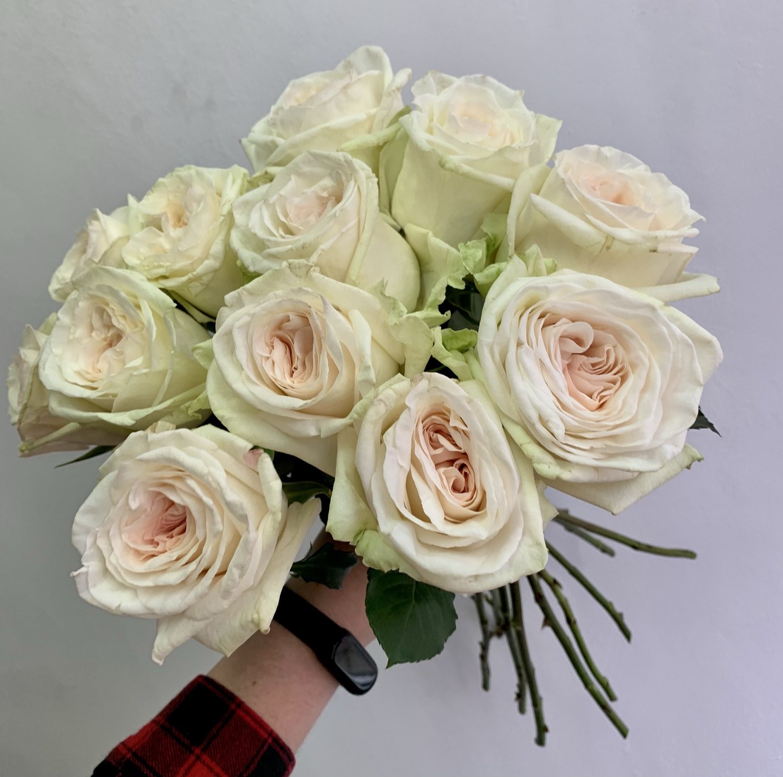 Одноголовая роза Paola Arrieta