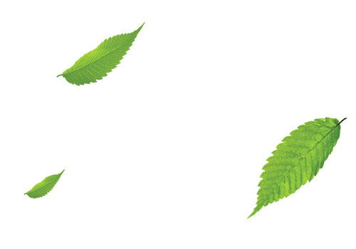 Лист, листок, лист дерева, листья