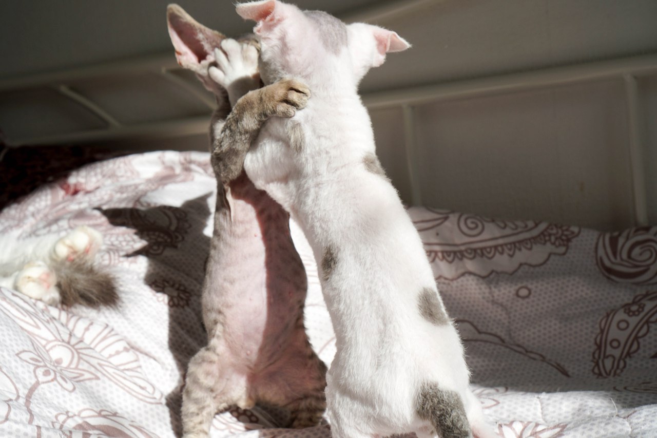 Два котенка породы девон-рекс играют