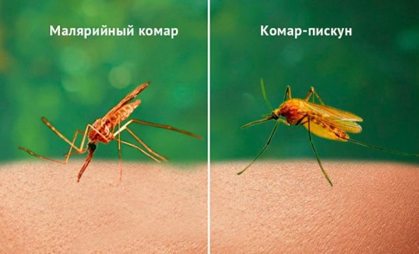 Фото малярийный комар, комар-пискун