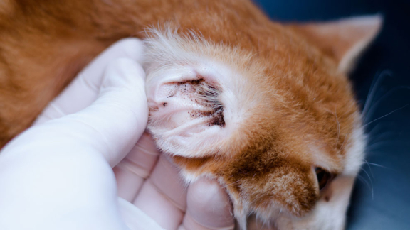 Фото Симптомы ушного клеща у кошек