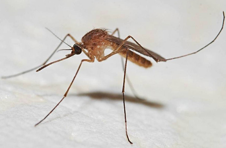Фото : Обыкновенный комар (пискун)