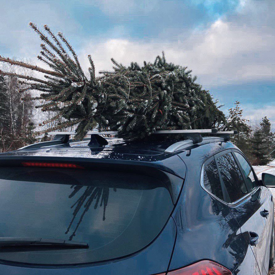 Фото канадской елки на крыше машины