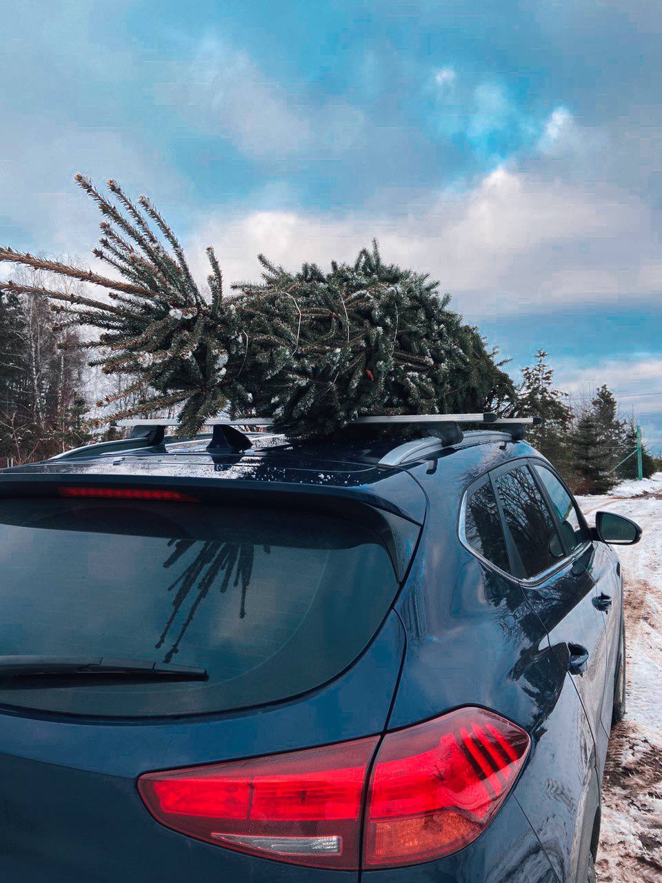 Фото канадской елки на машине