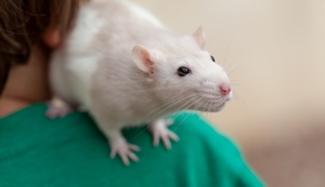 белая крыса фото. сколько живут крысы?