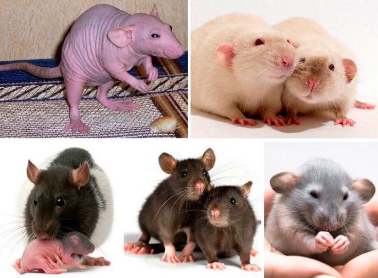декоративные крысы фото