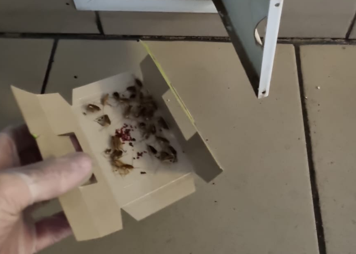 Техническое средство уничтожения тараканов в форме ловушки