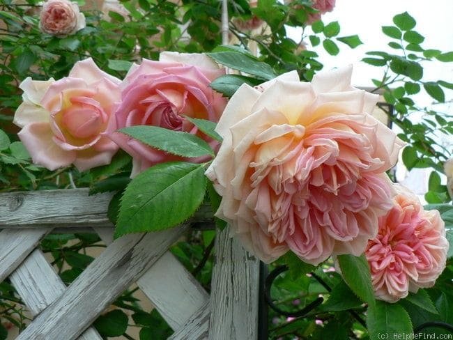 английские розы