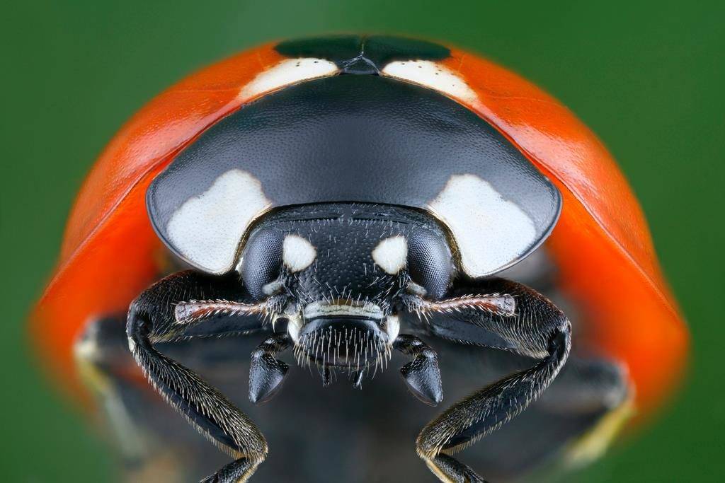 Фото Как выглядит насекомое коровка