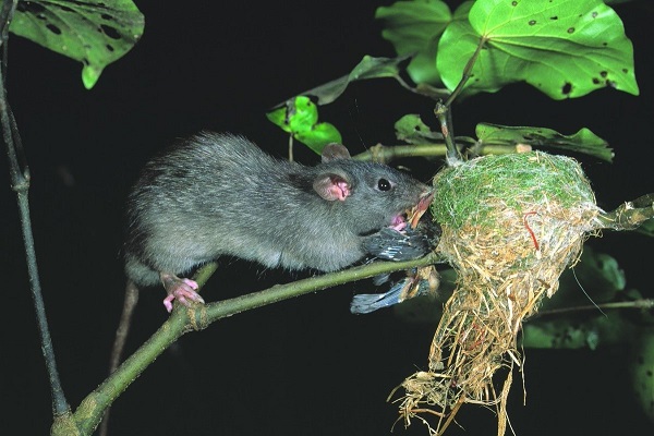 Фото черная крыса на дереве