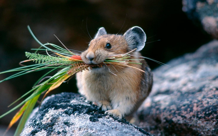 Фото полевая мышь питание