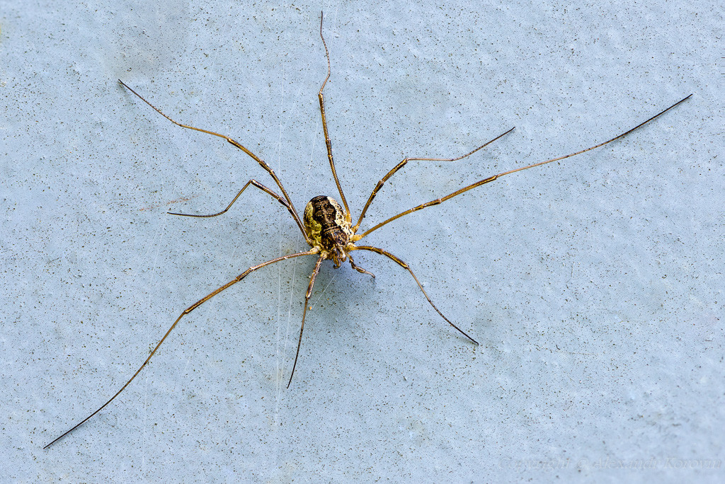 Фото домашнего паука Сенокосец
