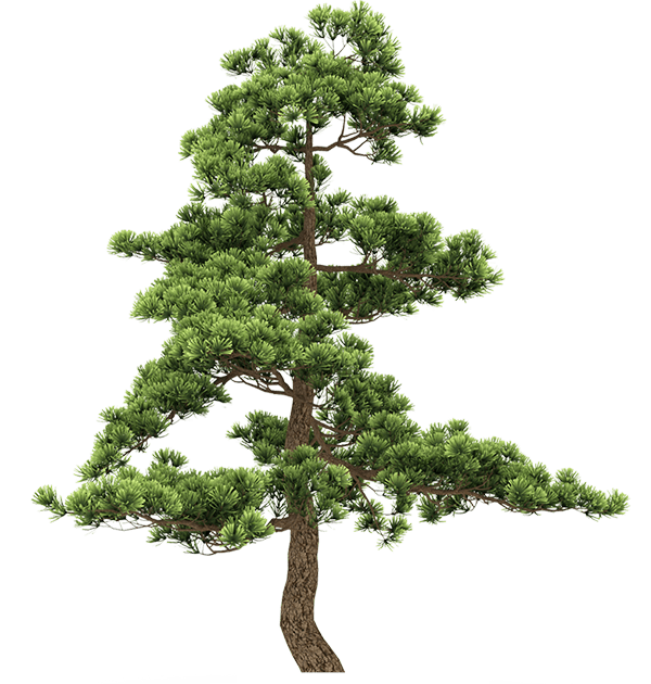 Сосна, дерево