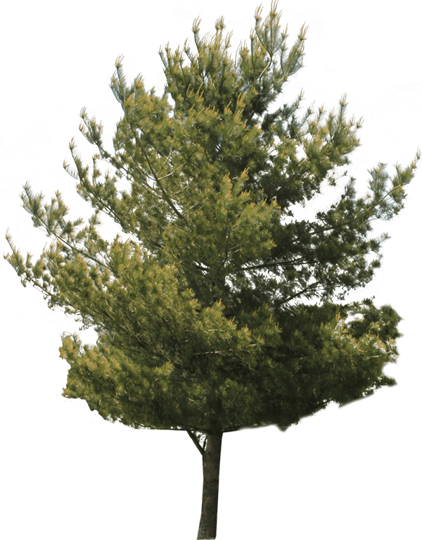 Ель, дерево