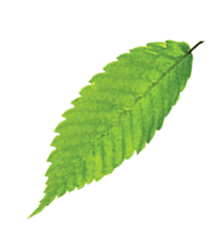 Зеленый листок, лист