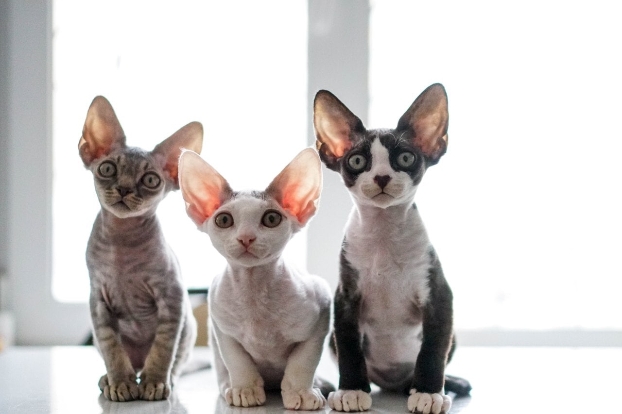 Три котенка разных окрасов смотрят на вас сидя