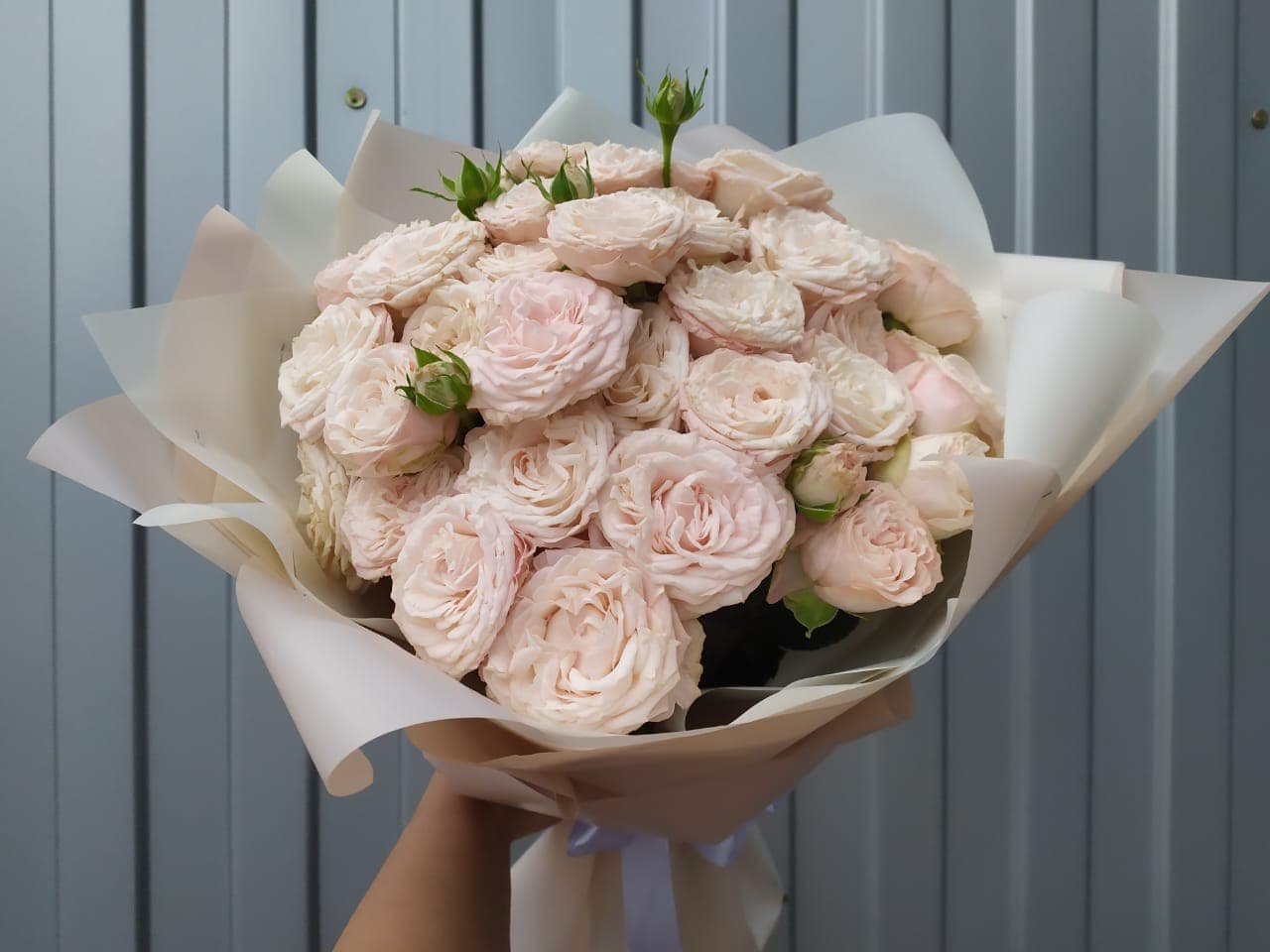15 пионовидных роз сорта Бомбастик