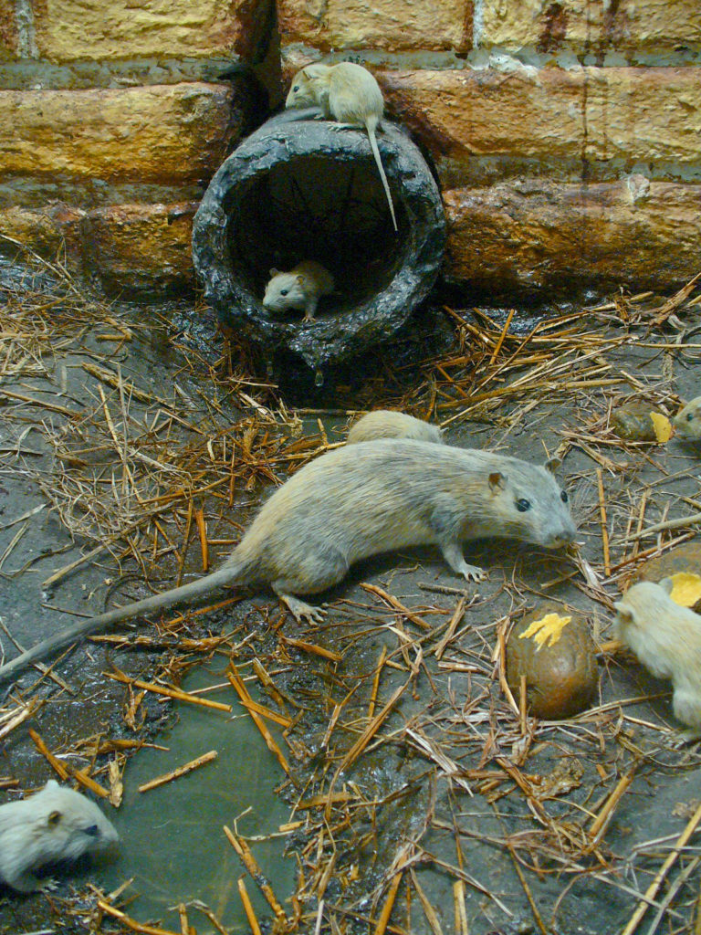 Фото: Серые крысы потомство