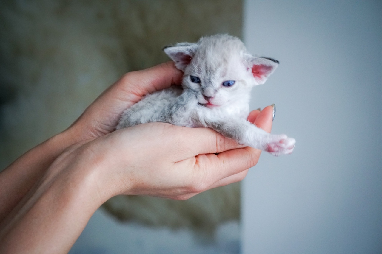 Маленький котёнок на руках