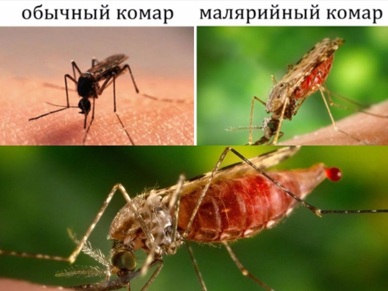 Фото Как выглядит малярийный комар анофлес