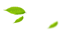 Лист, листок, лист дерева, листья