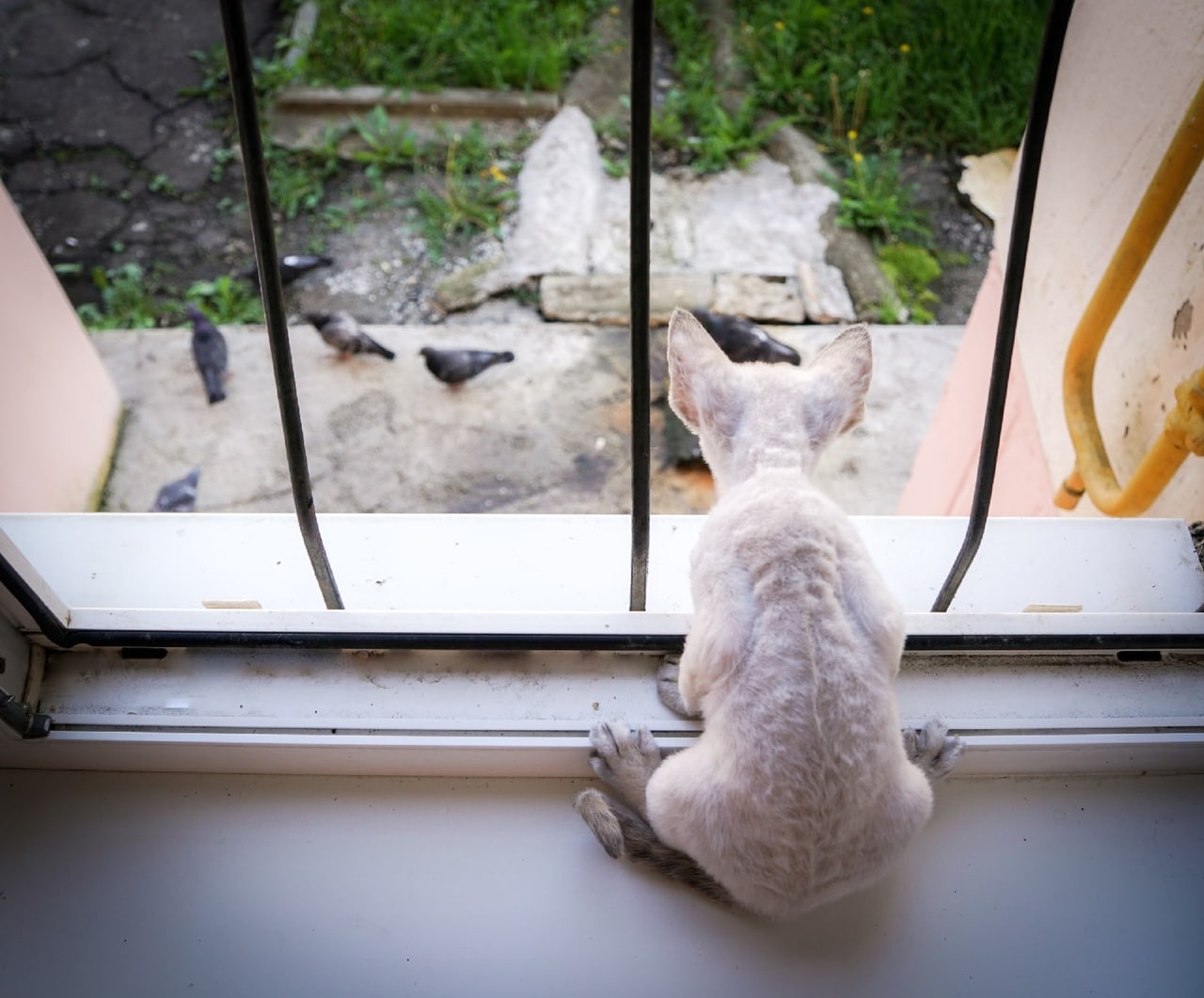 Котенок смотрит в открытое окно на голубей