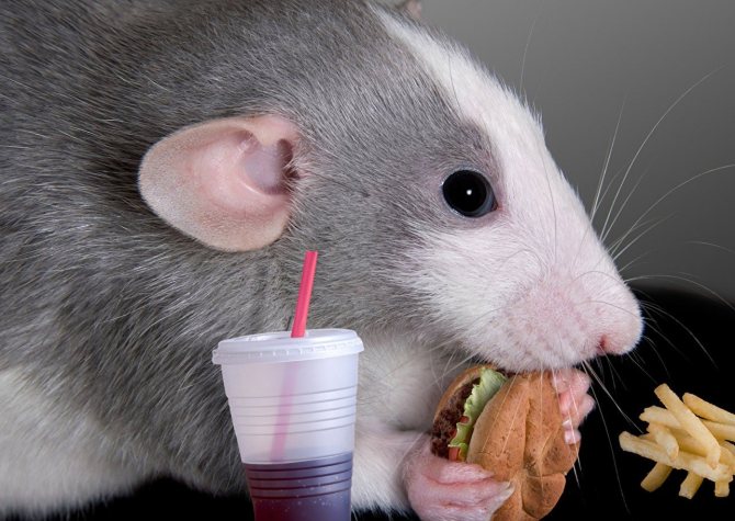 Крыса питание фото