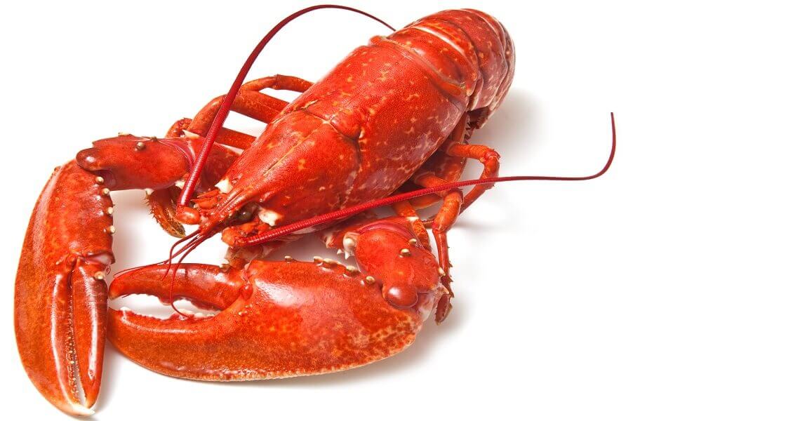 Henkelman упаковка лобстеров с мягким обжимом