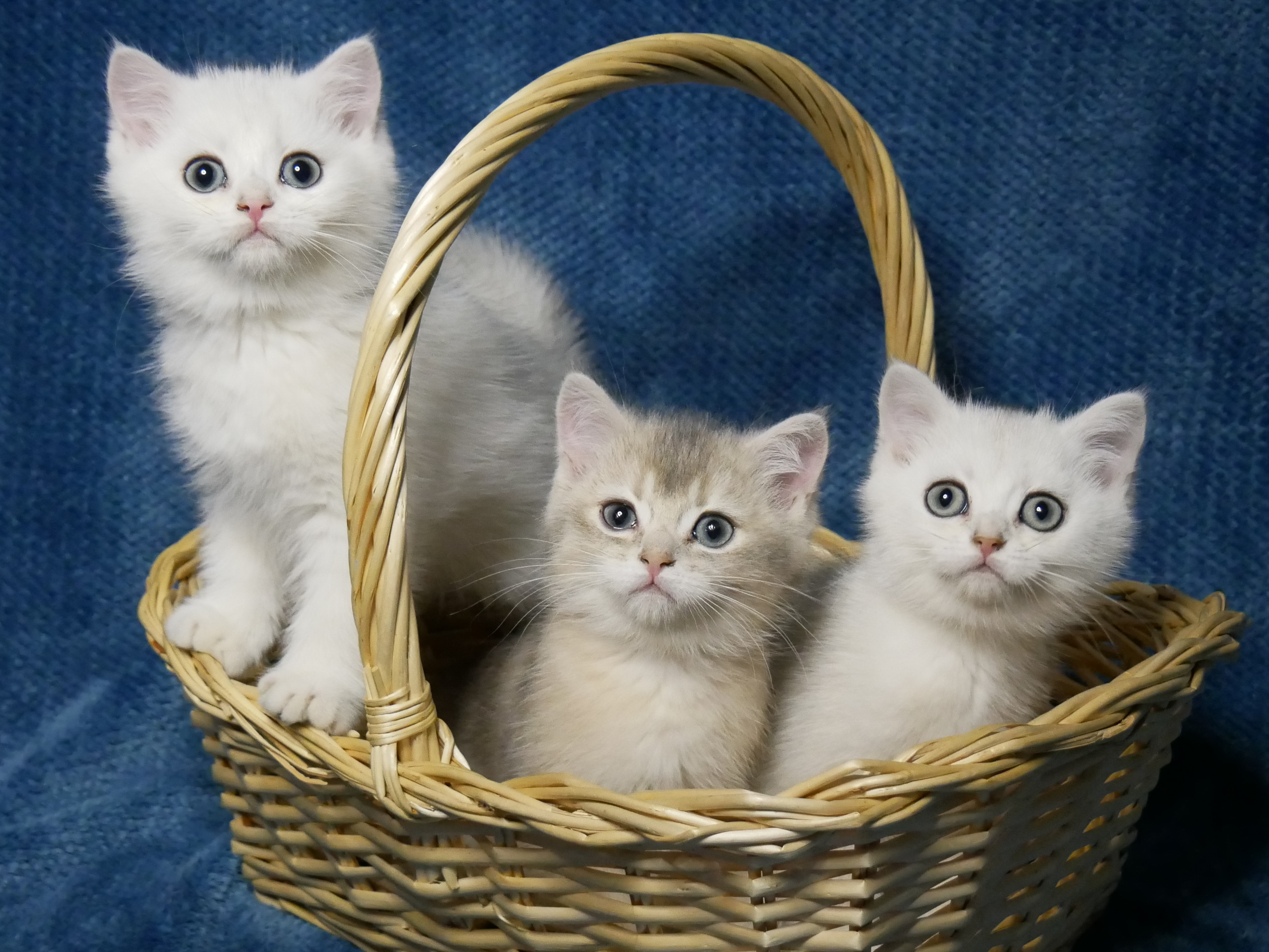 KittenLand
