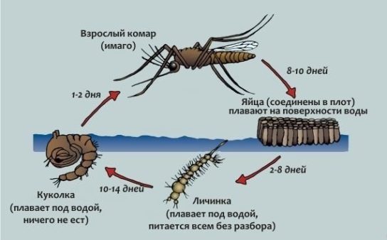 Фото: жизненый цикл комара