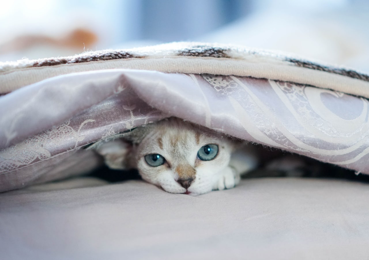 Котенок смотрит из-под одеяла 