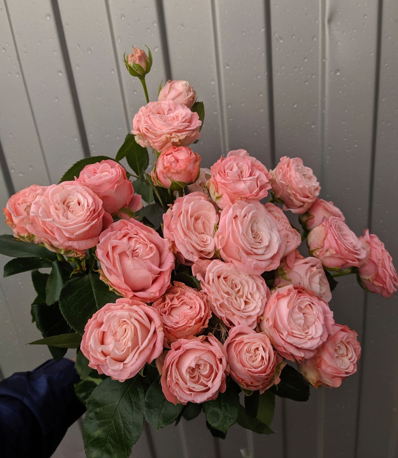 Пионовидная роза Леди Бомбастик