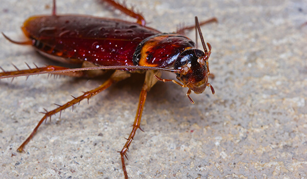 Фото: Рыжий таракан 