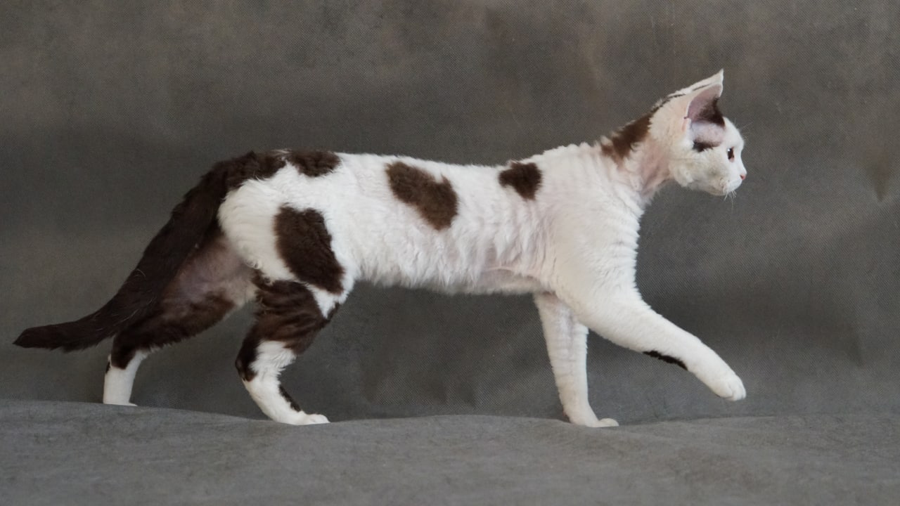 Кошка IRRUS GABRIELLA, окрас шоколадный арлекин/ b 02, родилась 19.11.2020