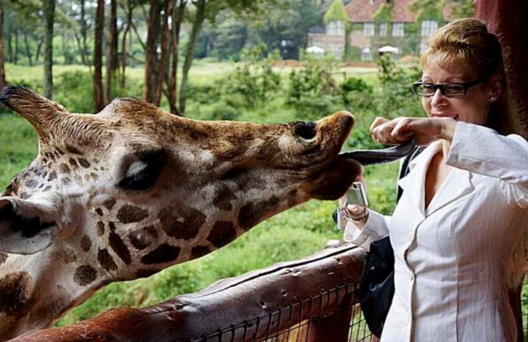 Длинный язык жирафа. Жираф язык. Размер головы жирафа. Жираф и человек.