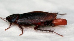 черный таракан фото