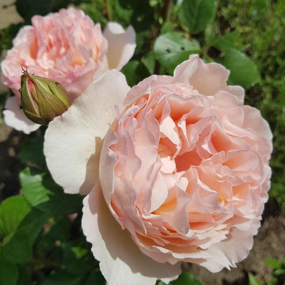 чайно-гибридные роза