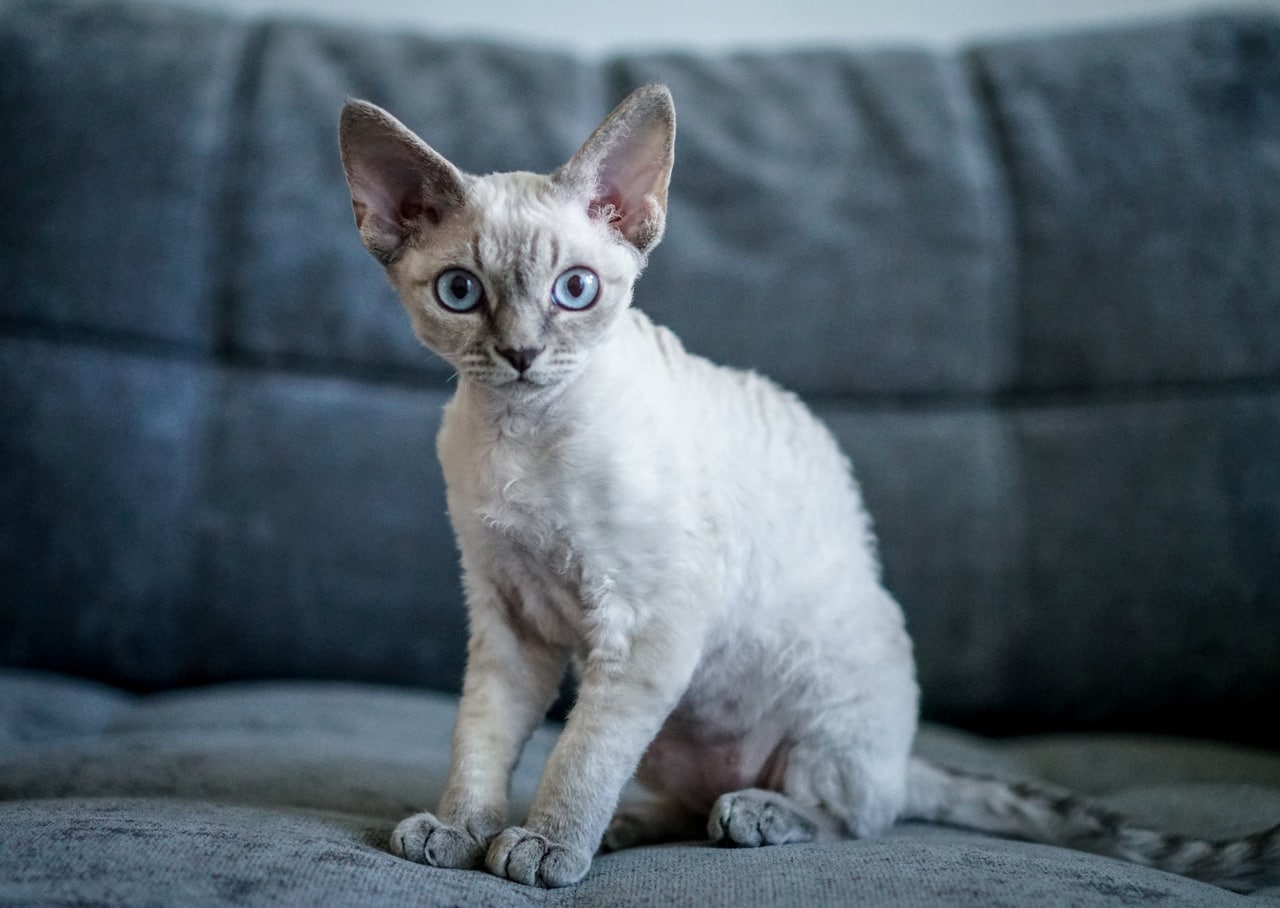 Кошка IRRUS BELLA, окрас сил поинт табби /n 24 33, родилась 07.04.2020