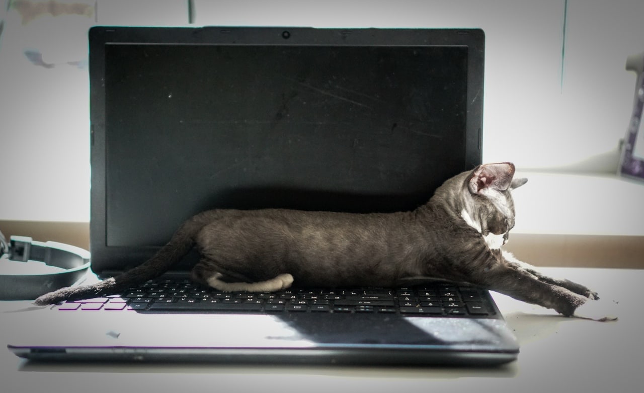 Котенок лежит на ноутбуке