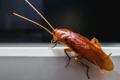 Фото Прусак рыжий таракан