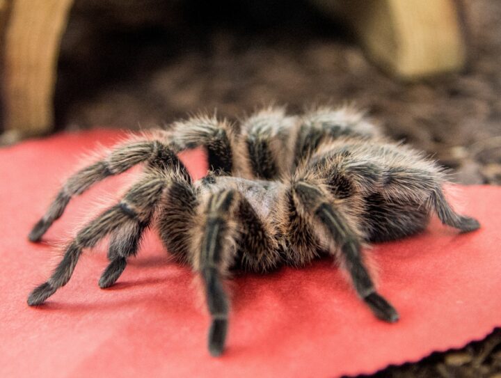 Фото домашнего паука Тарантул
