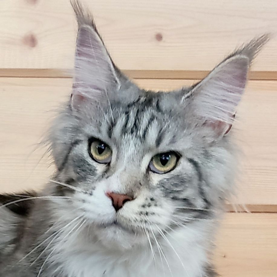 котята мейн куна
