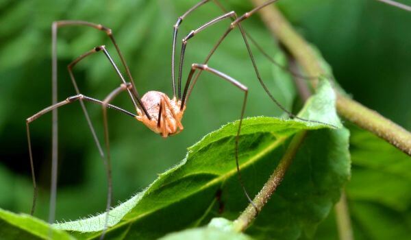 Фото: Ядовитый паук сенокосец