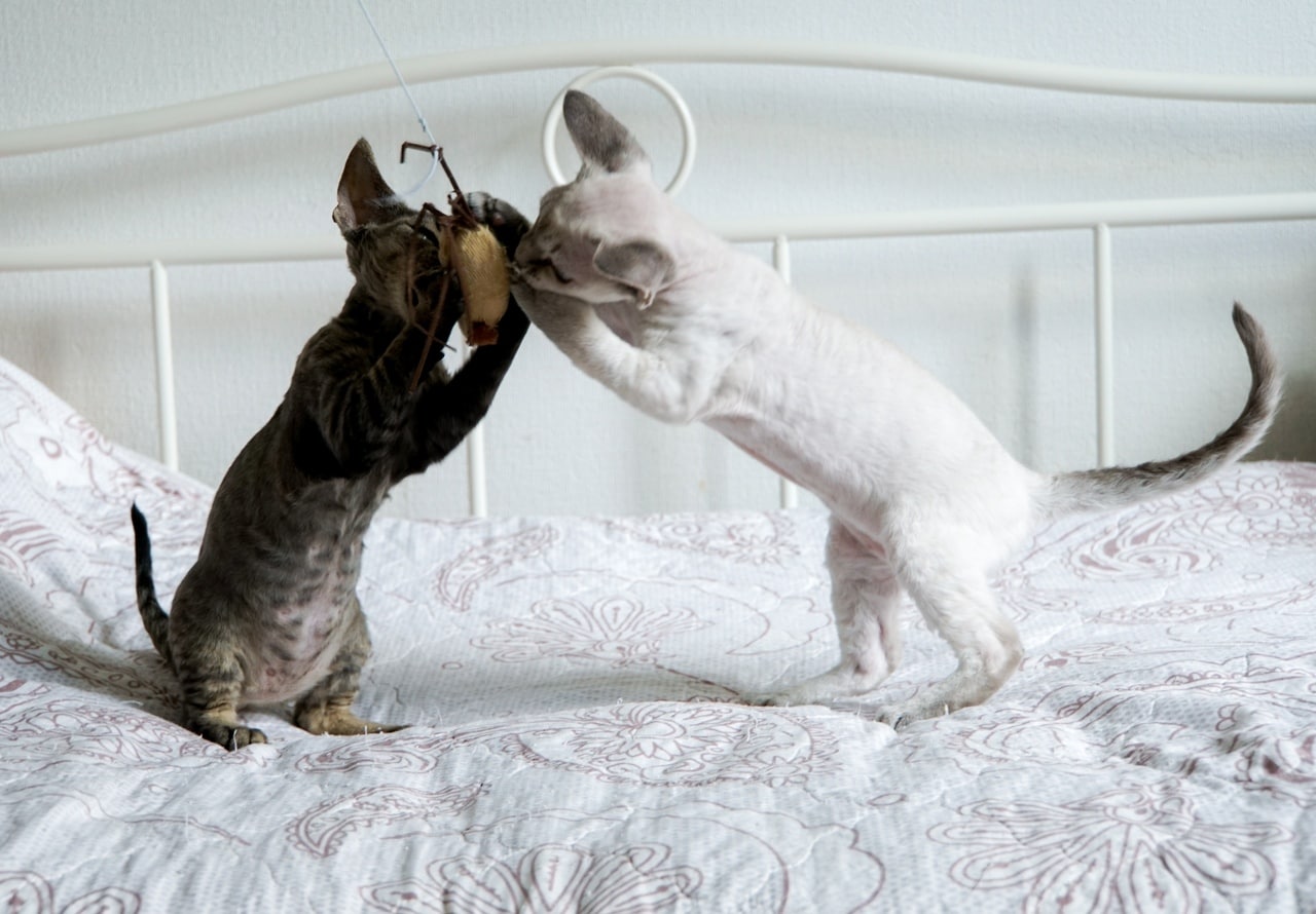 Два котенка играют с игрушечной мышкой