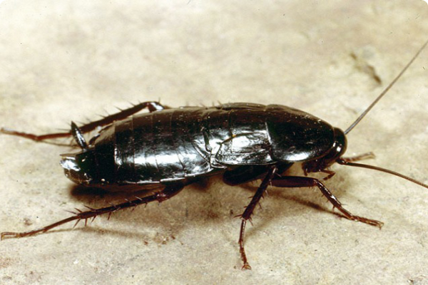 Внешний вид чёрного таракана: