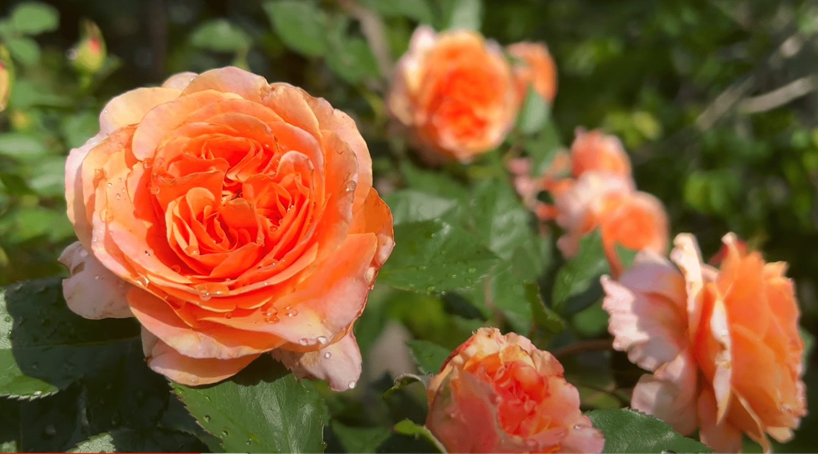 роза флорибунда