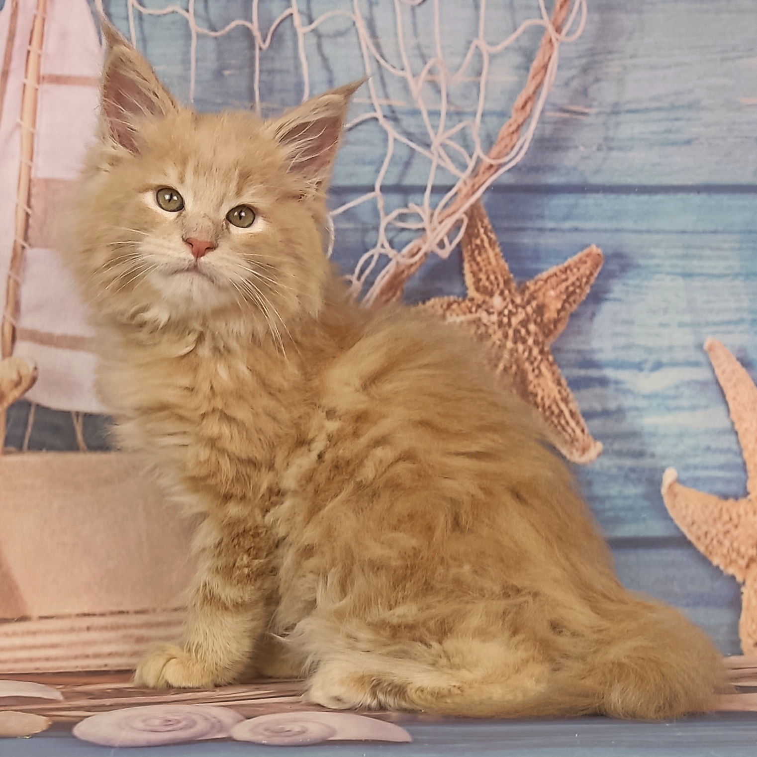 котёнок Мейн кун