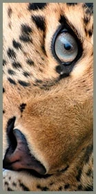 Двери с фотопечатью