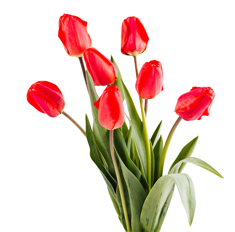 тюльпаны "Партнер Групп" тюльпаны "Партнер Групп"